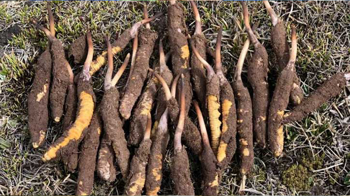 探秘新鮮冬蟲夏草的獨(dú)特樣貌:大自然的奇妙饋贈(zèng)