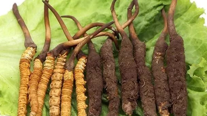 新鮮冬蟲夏草能燉湯嗎？