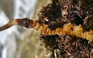 新鮮冬蟲(chóng)夏草能生吃嗎？揭秘健康食用真相