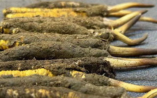 新鮮冬蟲(chóng)夏草吃幾克好？科學(xué)用量指南