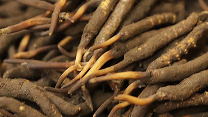 如何挑選<a href=http://www.czfjwz.net/xinxian/ target=_blank class=infotextkey>新<a href=http://www.czfjwz.net/xinxian/ target=_blank class=infotextkey>鮮冬蟲夏草</a></a>？掌握這幾個(gè)關(guān)鍵技巧