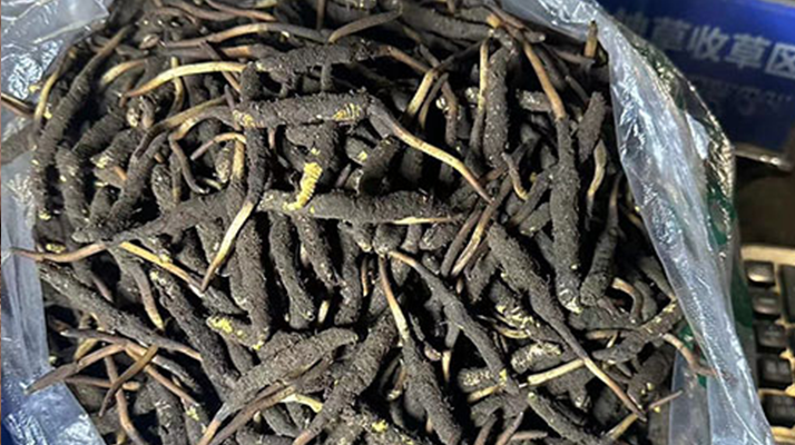 冬蟲夏草可以吃鮮的嗎?一文為你揭秘