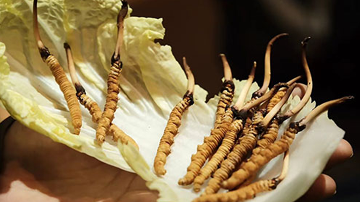 冬蟲夏草：鮮草與干草誰更勝一籌？