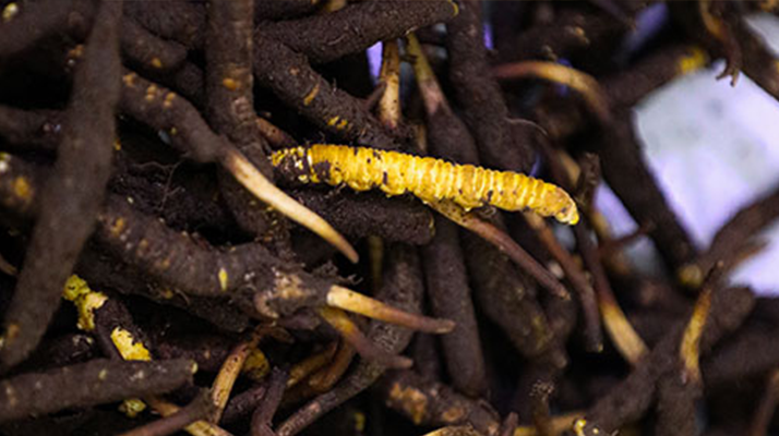 冬蟲夏草鮮草冷凍保存全攻略:鎖住營(yíng)養(yǎng)的科學(xué)方法