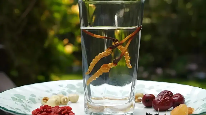 冬蟲夏草鮮品泡酒：養(yǎng)生佳釀還是健康隱患？