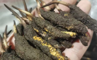 解鎖冬蟲(chóng)夏草鮮的美味密碼