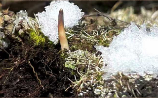 冷凍鮮的冬蟲(chóng)夏草怎么吃?