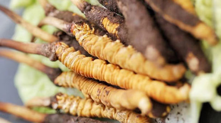 冬蟲夏草鮮草可以生吃嗎？一文解讀食用真相