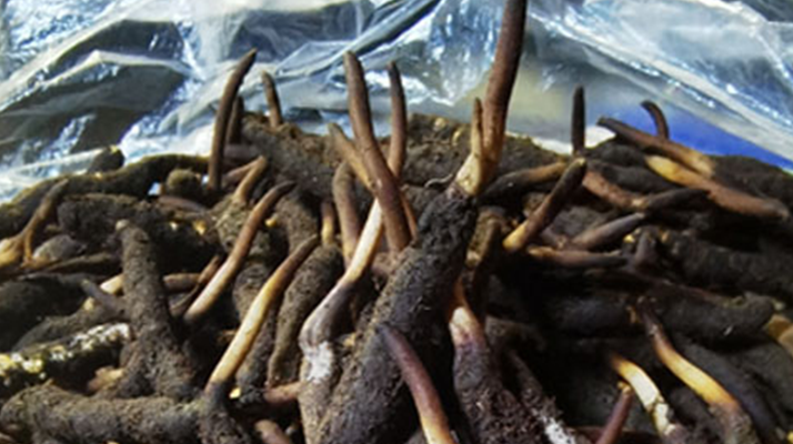 冬蟲夏草鮮草能不能泡酒?科學(xué)解析與實(shí)用指南