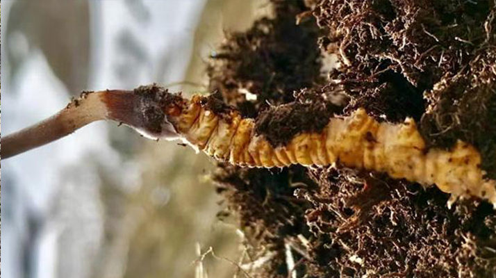 冬蟲夏草的多樣吃法，解鎖滋補新體驗