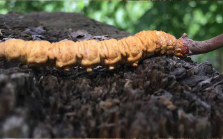 正宗野生蟲(chóng)草多少錢(qián)一斤