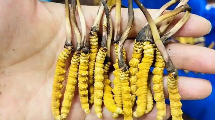 鮮冬蟲夏草出水怎么辦？實用處理指南