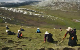 高原尋蟲(chóng)記：我的冬蟲(chóng)夏草采摘之旅