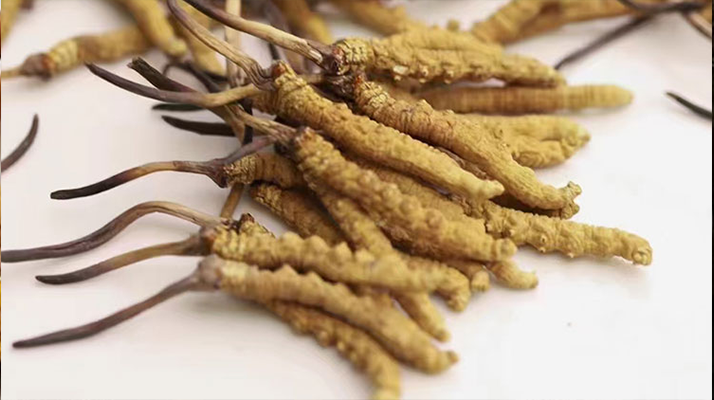 冬蟲(chóng)夏草白盒辨別真假視頻指南:輕松識(shí)破造假陷阱