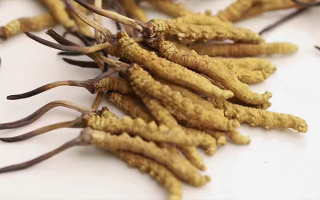 冬蟲(chóng)夏草白盒辨別真假視頻指南：輕松識(shí)破造假陷阱