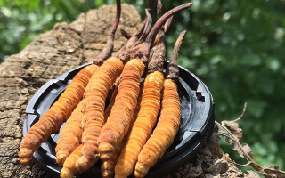 冬蟲夏草的產(chǎn)地有哪些地方？一文解鎖產(chǎn)地密碼