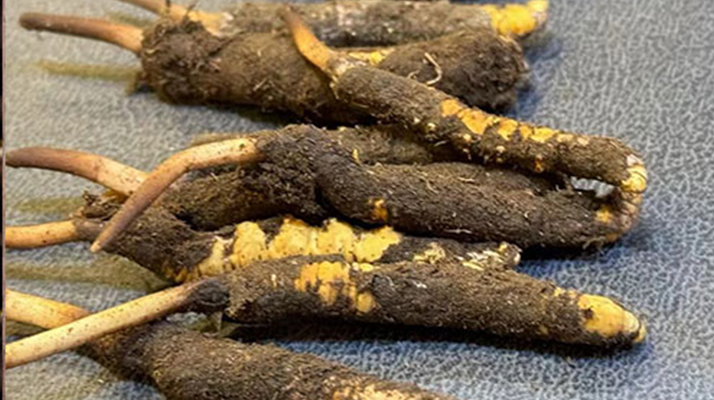 新鮮<a href=http://www.czfjwz.net/jiage/ target=_blank class=infotextkey>冬蟲(chóng)夏草價(jià)格</a>