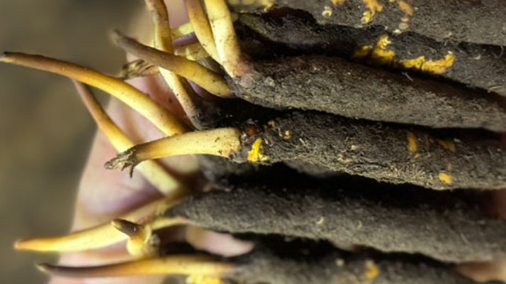 冬蟲(chóng)夏草泡水喝，一次泡幾根最合適？