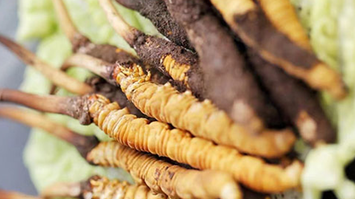 冰凍新鮮冬蟲夏草能吃嗎？