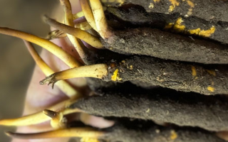 冬蟲(chóng)夏草泡水喝，一次泡幾根最合適？