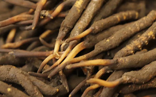 冬蟲夏草可以提高男性功能嗎？科學(xué)解析來了