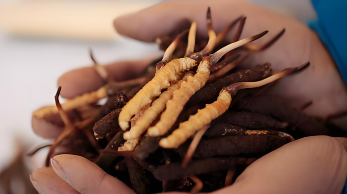 冬蟲夏草干鮮草的多樣吃法，解鎖滋補(bǔ)新方式? ? ? ?