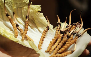 冬蟲夏草為何鮮的好？深度解析鮮蟲草的獨特優(yōu)勢