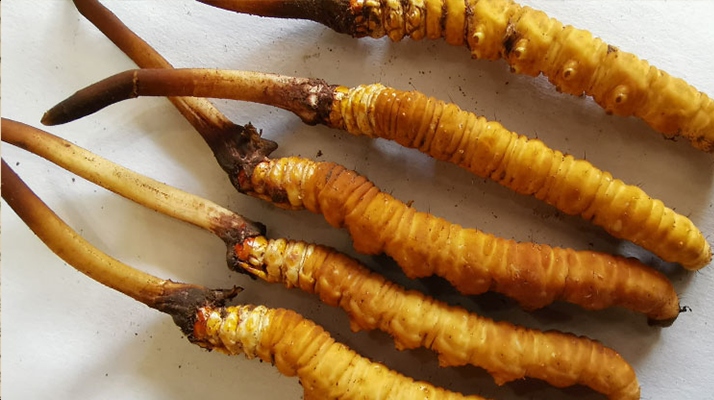 冬蟲夏草鮮草價(jià)格多少？揭秘其背后的定價(jià)密碼