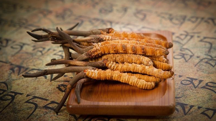 冬蟲夏草鮮草會上火嗎？科學解讀其食用特性