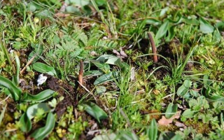 冬蟲夏草鮮草好不好喝？探尋獨(dú)特的味覺體驗(yàn)