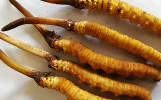 冬蟲夏草鮮草價(jià)格多少？揭秘其背后的定價(jià)密碼