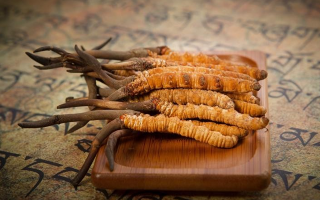 冬蟲夏草鮮草會上火嗎？科學解讀其食用特性