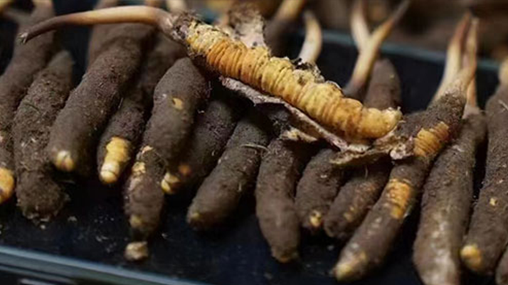 藏地鮮草與冬蟲夏草的區(qū)別解析