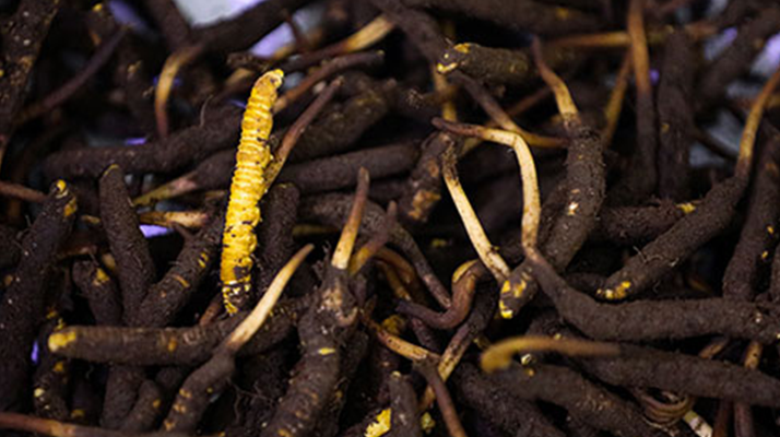 吃新鮮冬蟲(chóng)夏草會(huì)過(guò)敏嗎？一文為你揭秘