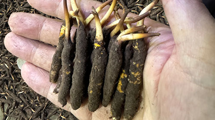 尋草之旅:踏上尋找<a href=http://www.czfjwz.net/xinxian/ target=_blank class=infotextkey>新<a href=http://www.czfjwz.net/xinxian/ target=_blank class=infotextkey>鮮冬蟲夏草</a></a>的征程