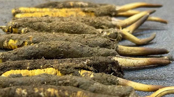 正宗<a href=http://www.czfjwz.net/xinxian/ target=_blank class=infotextkey>新<a href=http://www.czfjwz.net/xinxian/ target=_blank class=infotextkey>鮮冬蟲夏草</a></a>的科學(xué)吃法指南