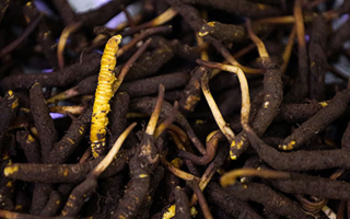 吃新鮮冬蟲(chóng)夏草會(huì)過(guò)敏嗎？一文為你揭秘