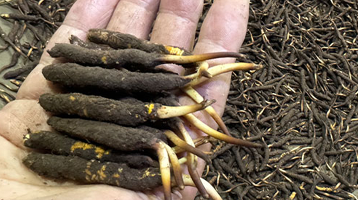 冬蟲夏草菇鮮能凍嗎？冷凍保存全解析