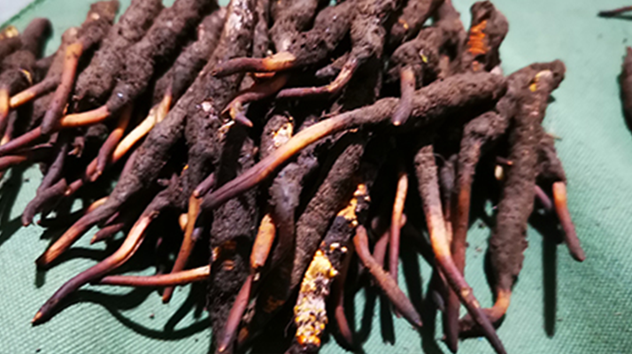 新鮮冬蟲夏草哪里買？全渠道選購(gòu)指南