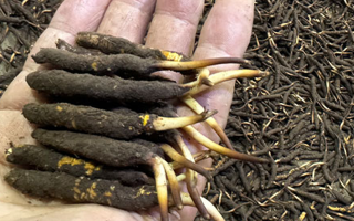 冬蟲(chóng)夏草菇鮮能凍嗎？冷凍保存全解析