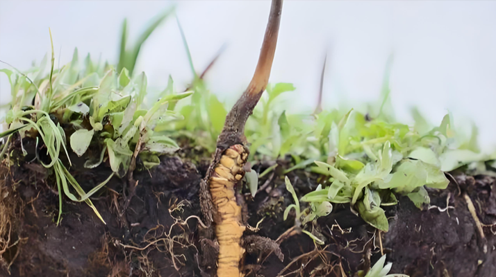 冬蟲夏草鮮草一天吃幾個？科學(xué)食用指南來了
