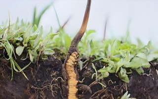 冬蟲夏草鮮草一天吃幾個？科學(xué)食用指南來了