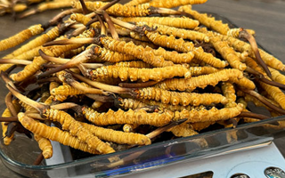 冬蟲夏草鮮草收購價格解析：影響因素與市場動態(tài)