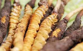 探秘冬蟲(chóng)夏草鮮草的優(yōu)質(zhì)產(chǎn)地：哪里的才是上佳之選