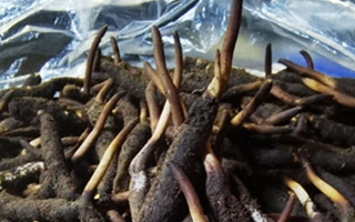 新鮮冬蟲夏草能放多久吃？一文掌握儲(chǔ)存與食用期限