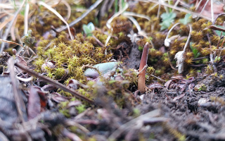 冷凍鮮冬蟲(chóng)夏草的正確打開(kāi)方式