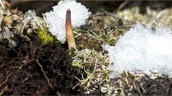 鮮冬蟲夏草燉湯多久能吃？科學(xué)燉煮時(shí)間全解析