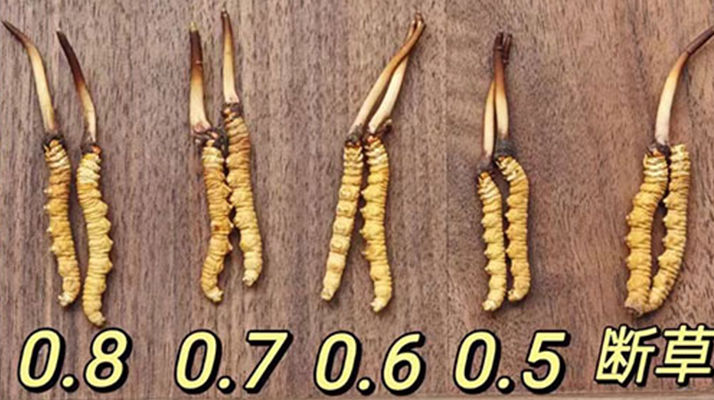 鮮冬蟲夏草燉雞湯：一鍋匯聚健康的滋補(bǔ)珍品