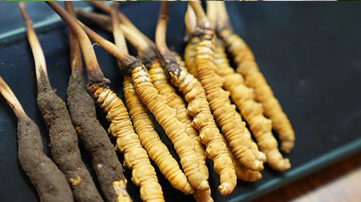 鮮冬蟲(chóng)夏草什么季節(jié)最好？滋補(bǔ)時(shí)機(jī)大揭秘