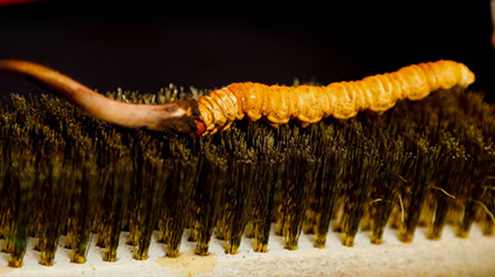 鮮冬蟲夏草什么口感最好？探尋舌尖上的滋補(bǔ)美味? ? ? ?